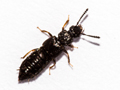 Anotylus sculpturatus